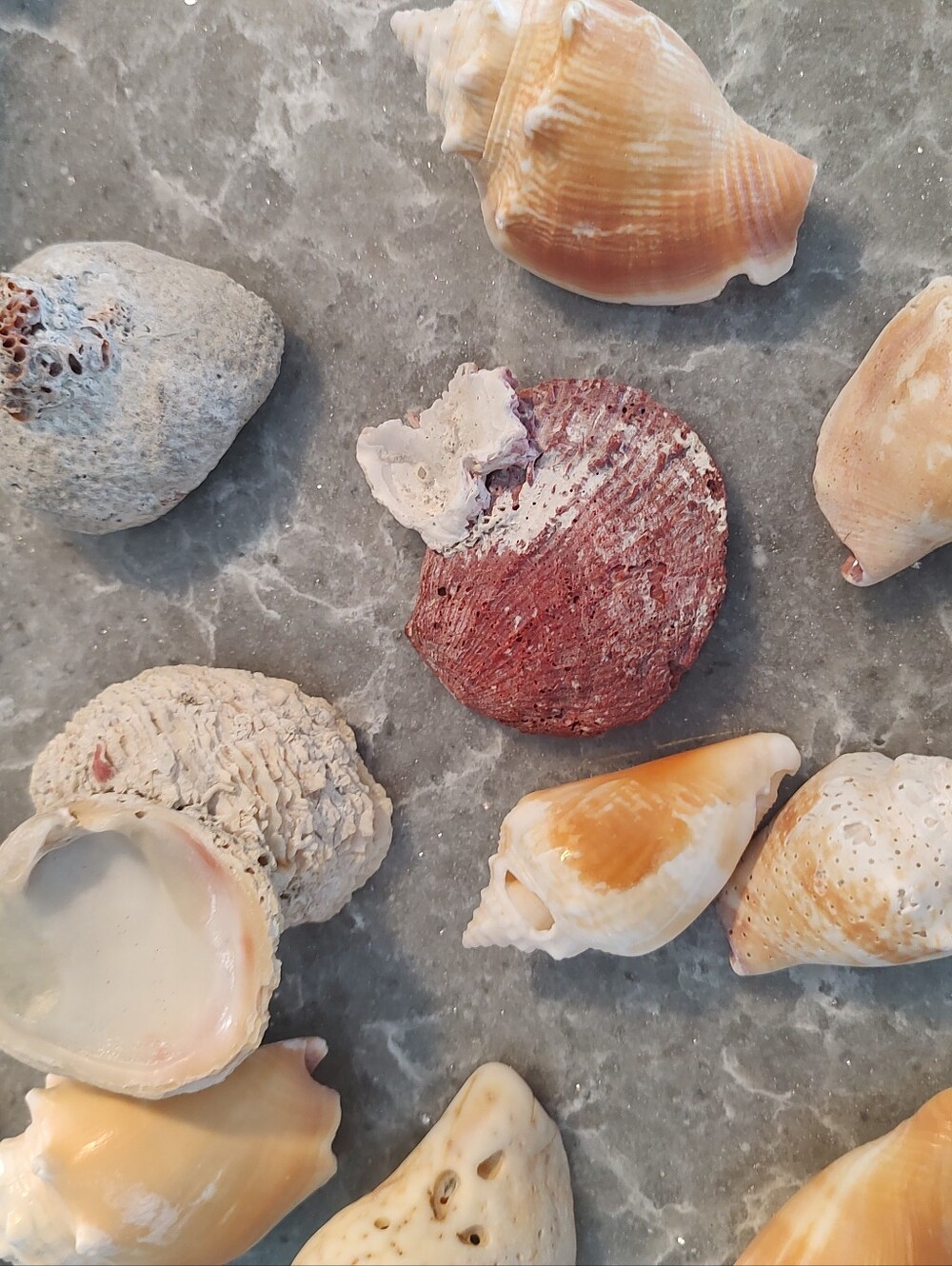 Unique Shells about 15 - Picture 5 of 11